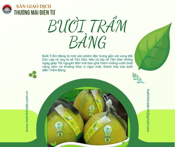 BƯỞI TRẦM BÀNG